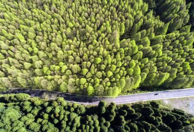 重庆南川金佛山自驾游图片,重庆金佛山自驾游最佳路线