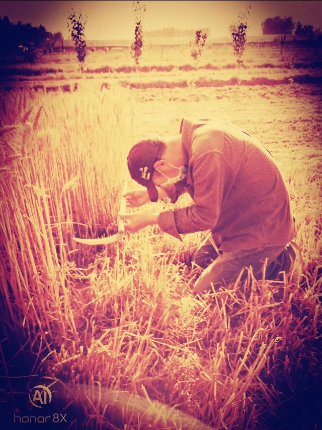 每年的芒种时间固定吗,芒种时间是每年几月