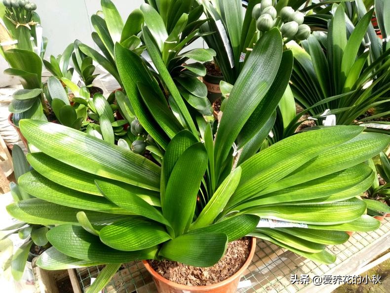 君子兰怎么养才能上箭,君子兰怎么养才不冒花箭