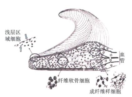 氨基葡萄糖软骨素是药还是保健品,氨基葡萄糖软骨素是激素药吗