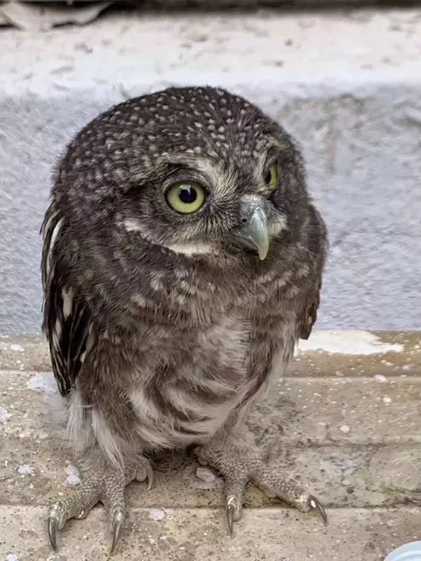 小鸟受伤怎么救治,小鸟受伤了怎么给自己治病