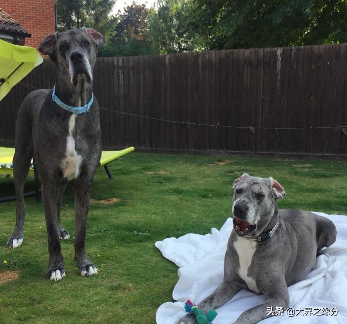 世界上最大的狗但是一点也不凶猛,世界上最大的狗身高可达2.3米