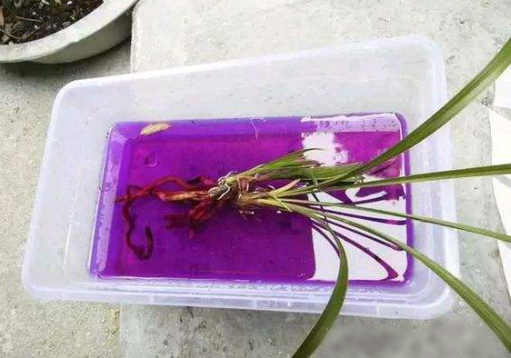 花卉烂根怎么浇水最好,花卉烂根可以救活吗