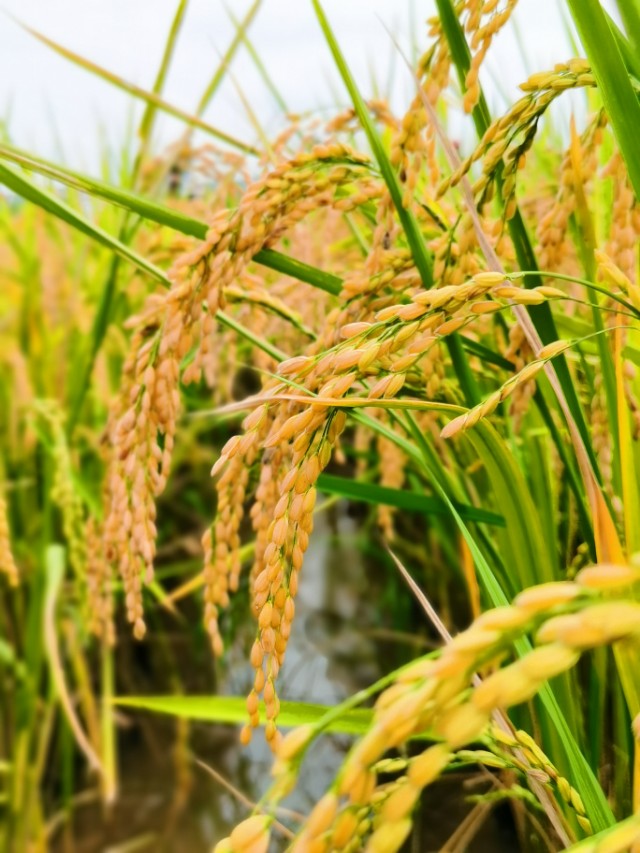 寻甸渔乐谷最新消息,寻甸欢乐世界项目大全