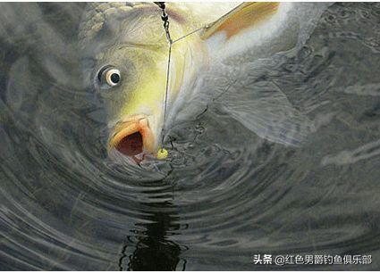 野钓钓大物用什么竿和饵料,手竿钓大鱼饵料怎么做