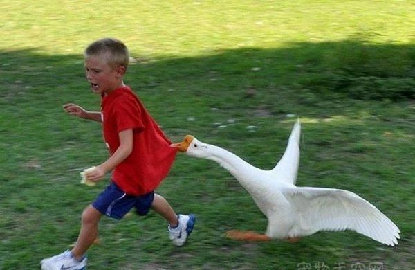 冷知识鹅,冷知识白鹅