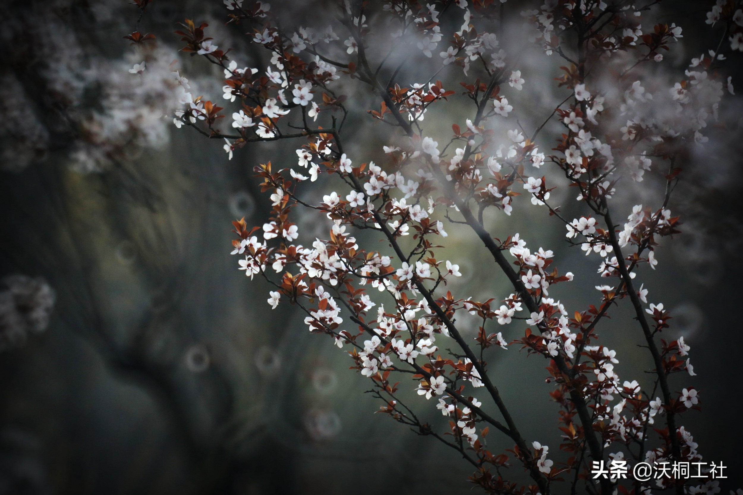 二十四节气花与诗感悟,二十四节气里的梅花诗句