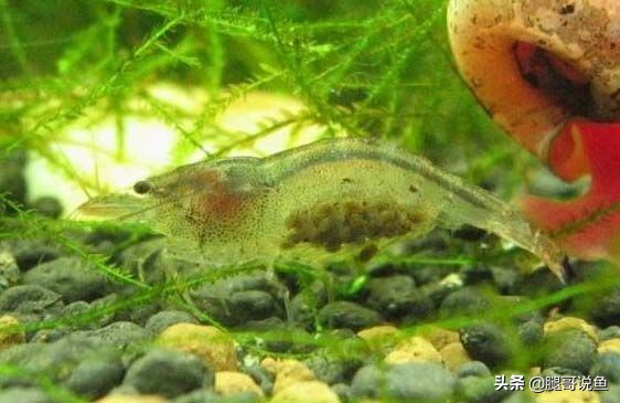 十大养不死的观赏虾品种,蓝宝石虾是不是养单一品种比较好