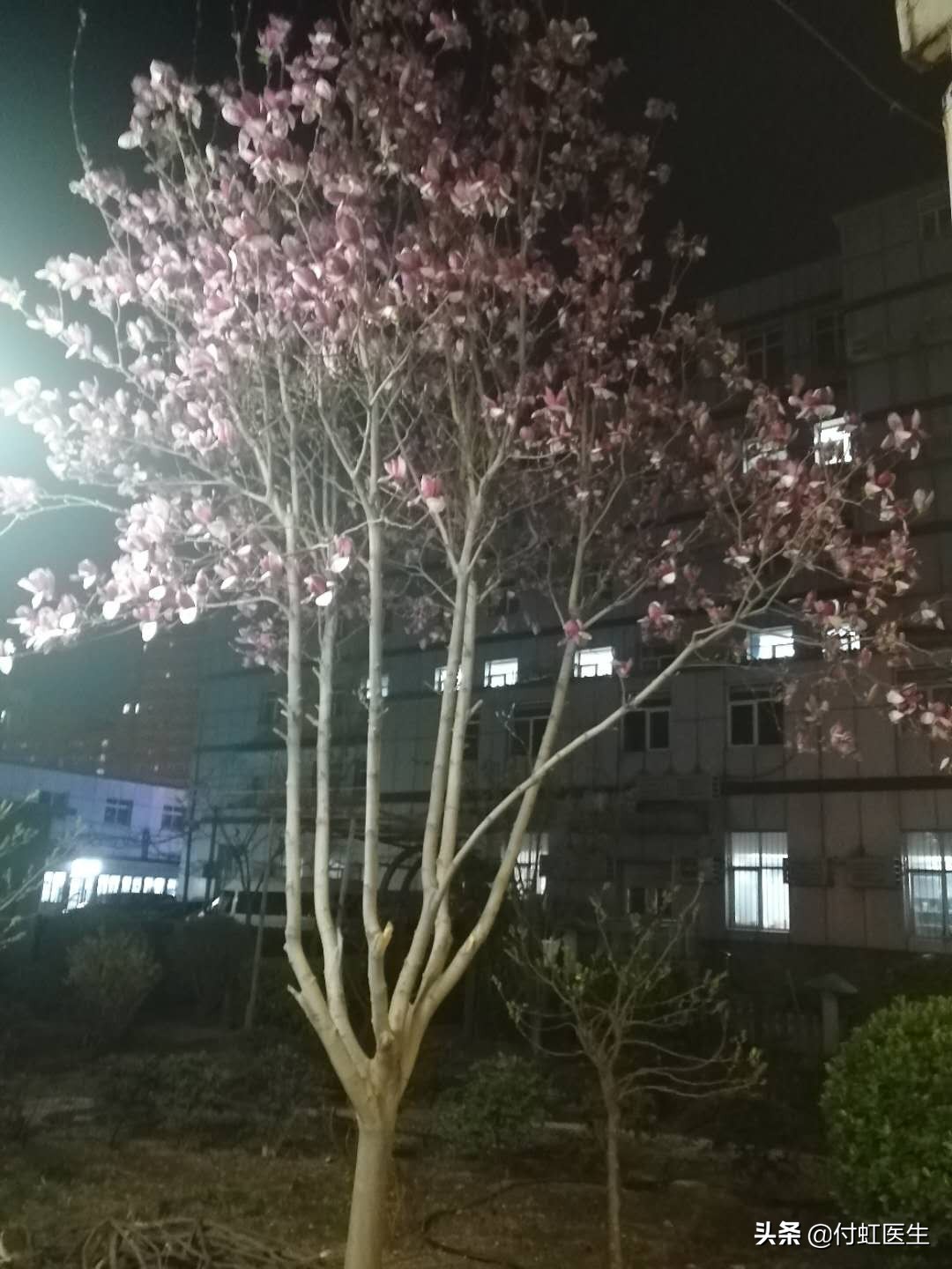 风雨夜来,风雨夜来花满楼