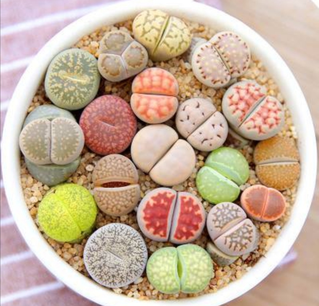 多肉的100个常见品种,10种公认的多肉