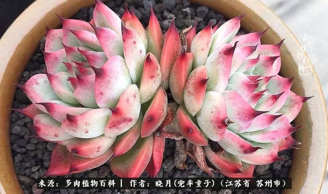 六年时间环游22个国家,却被多肉小萌物征服