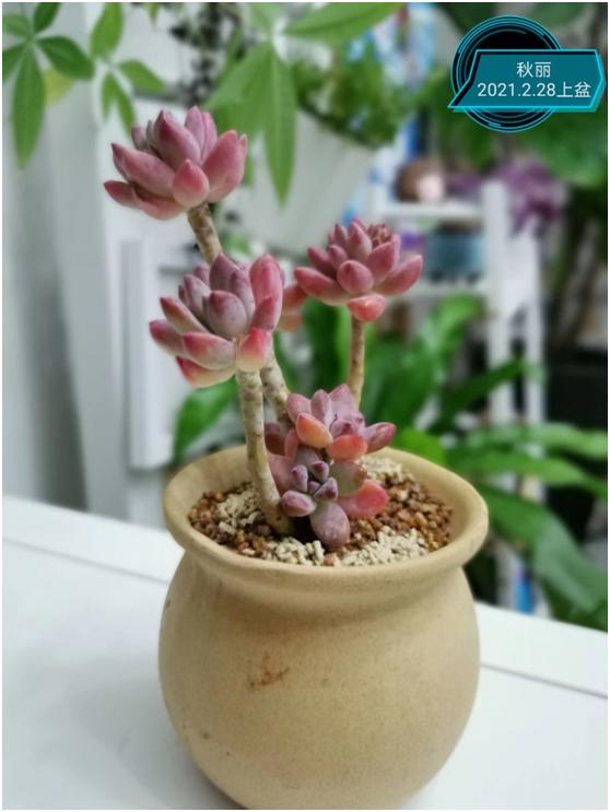 多肉虐我千百遍，我待多肉如初恋