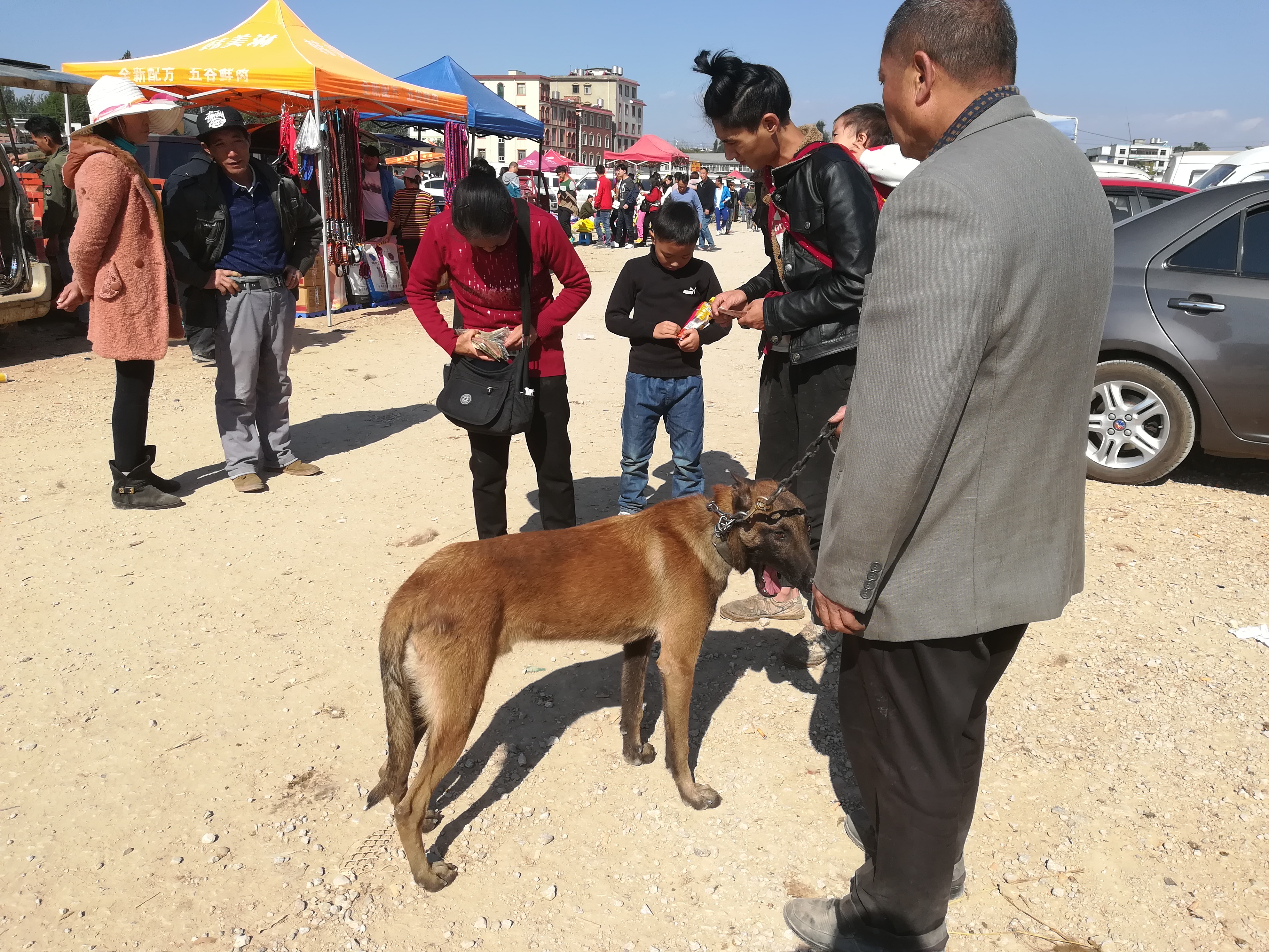 怎样才能训练好一只听话的马犬,养一只马犬一只罗威纳
