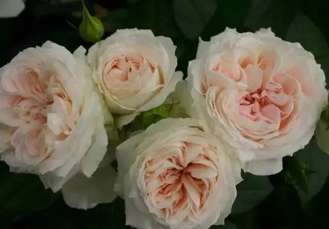 一万年一次的2020520;一起认识100种玫瑰~别送错啊