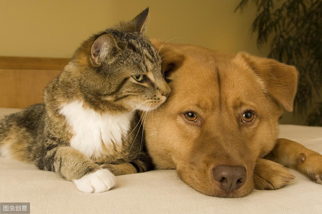 男不养猫女不养狗是什么道理呀,男不养猫女不养狗的真正原因简短