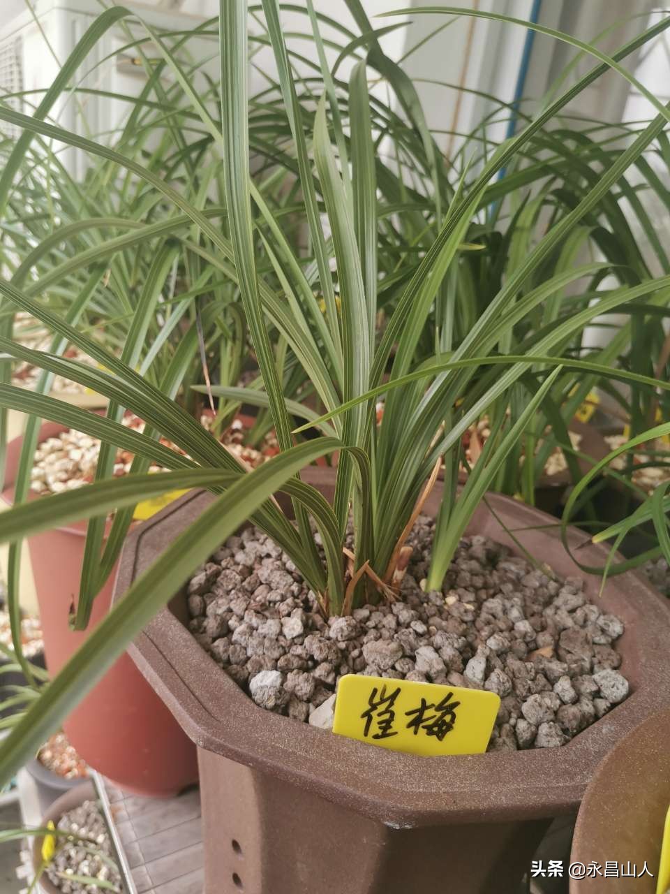 兰草如何辨叶识花,兰草怎样看叶识花