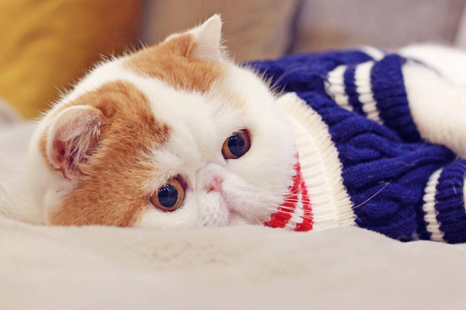 最早一批的网红猫咪,十大被做成网红猫的猫咪