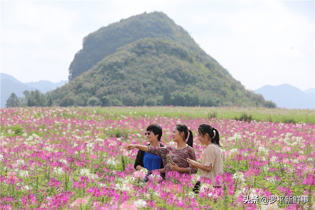 罗平七彩花田金鸡,罗平金鸡七彩花海