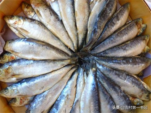 银鳕鱼是中层鱼么,银鳕鱼是底层还是中层鱼