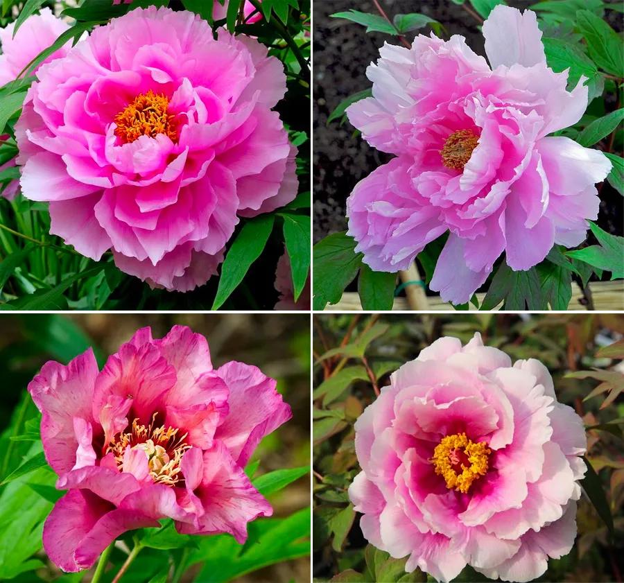 儿童画国画教程练习,儿童画国画花教程