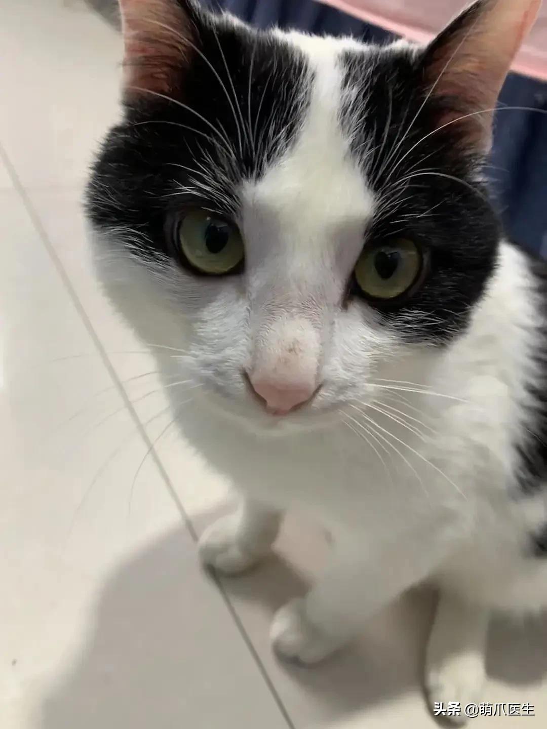 猫从来不出门要洗澡吗,猫从来不出门会感染绦虫嘛