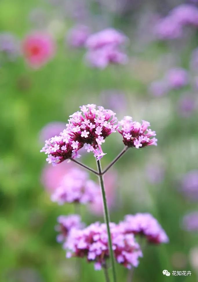 薰衣草真假精油的鉴别方法,熏衣草干花真假辨别