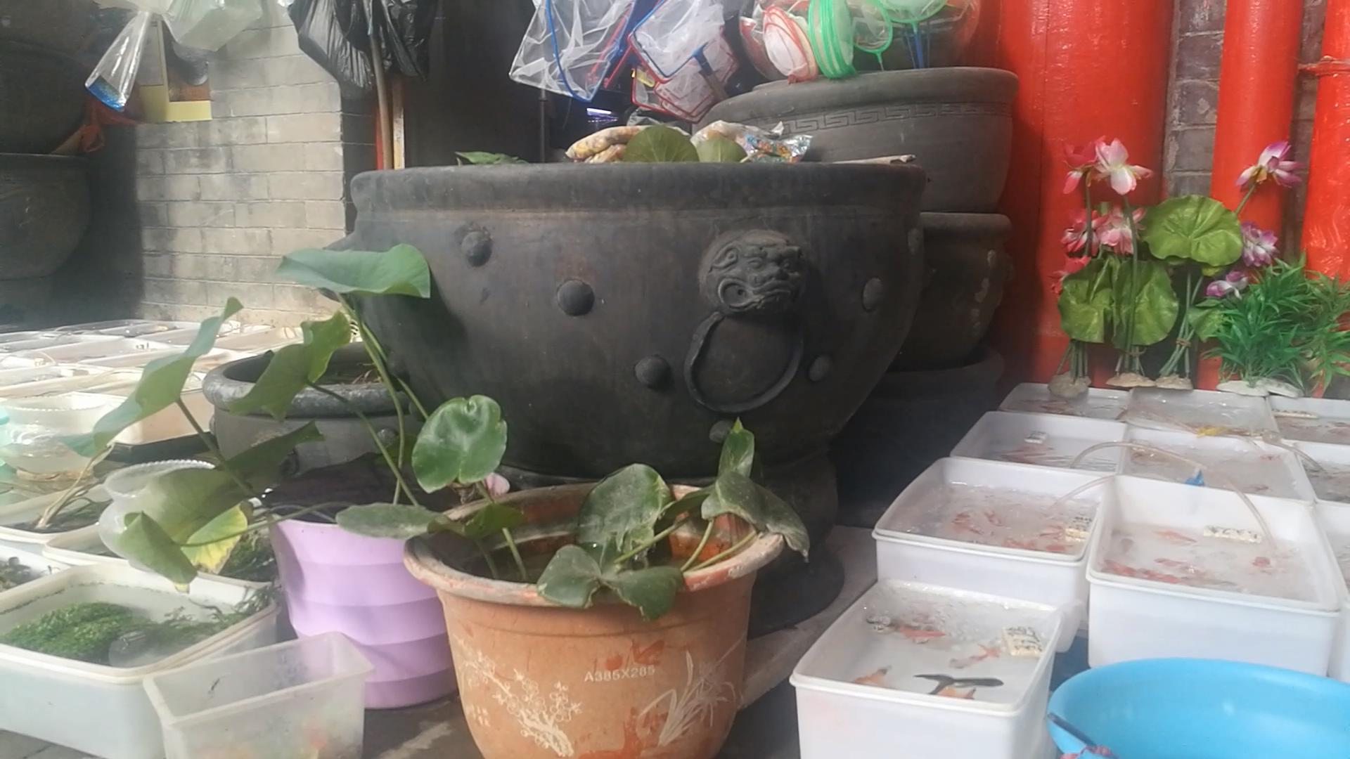 北京十里河鱼市，都说它拆了，我却看到了综合性的水族市场