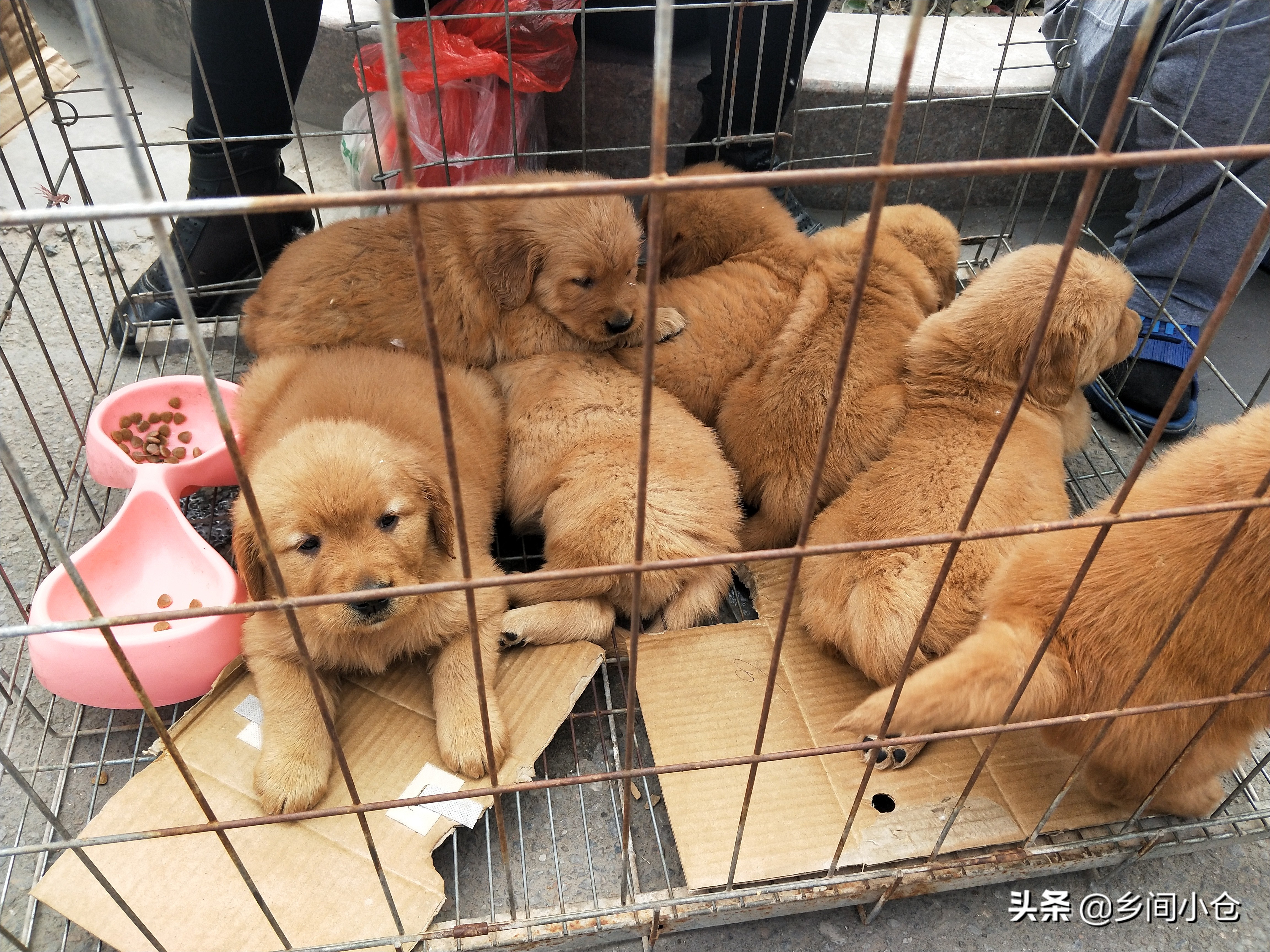 小妹子逛狗市遇到没见过的品种,大型狗市都有什么品种