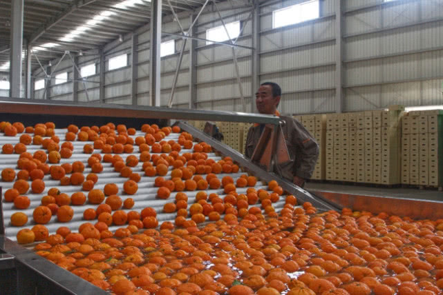 烟台樱桃购买 (烟台樱桃二度牵手天猫正宗原产地)