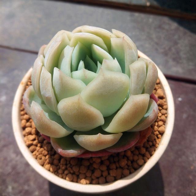 夏季养多肉冰梅,记住“3不要”,轻松养出群生状态