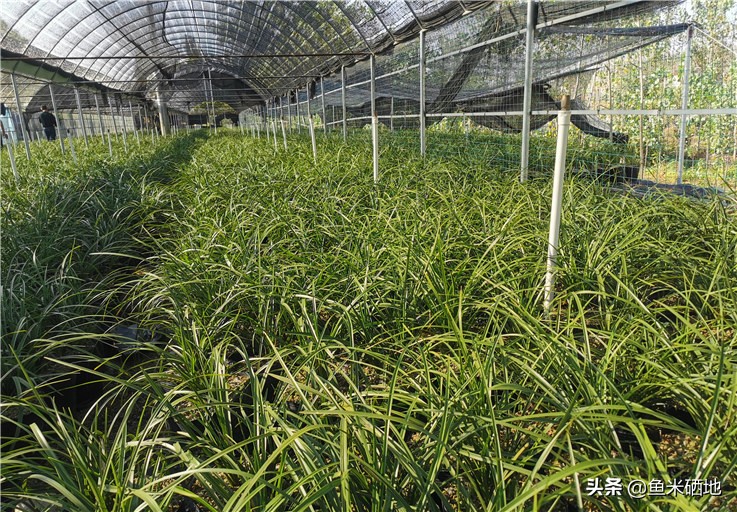 养兰花一年收入多少钱,卖兰花一年能挣多少钱