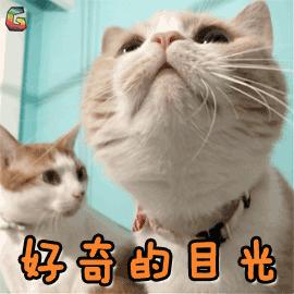 你知道猫咪胡须的秘密么,捡到猫咪的胡子有什么寓意