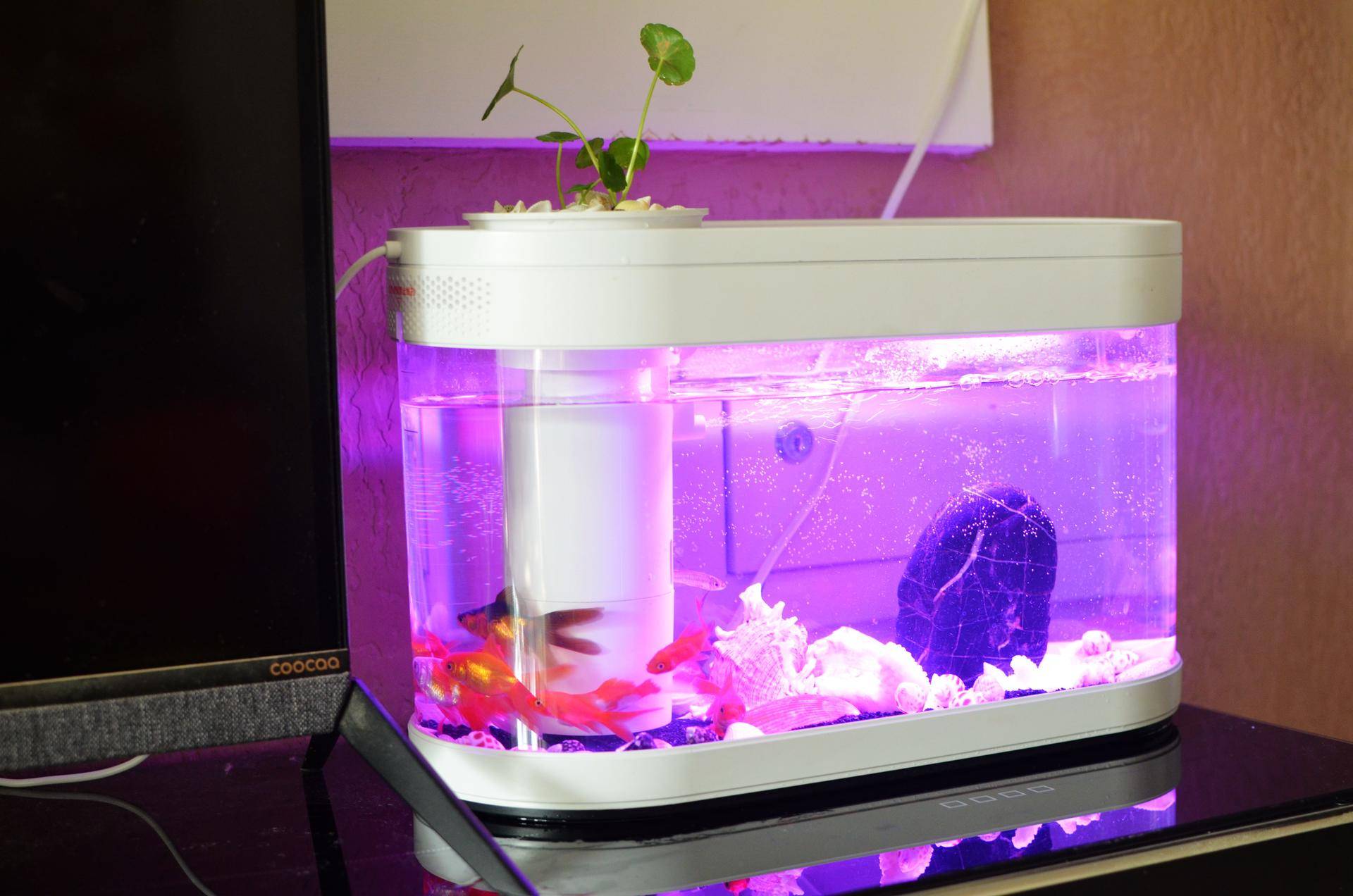 懒人鱼缸养鱼,懒人能养鱼吗