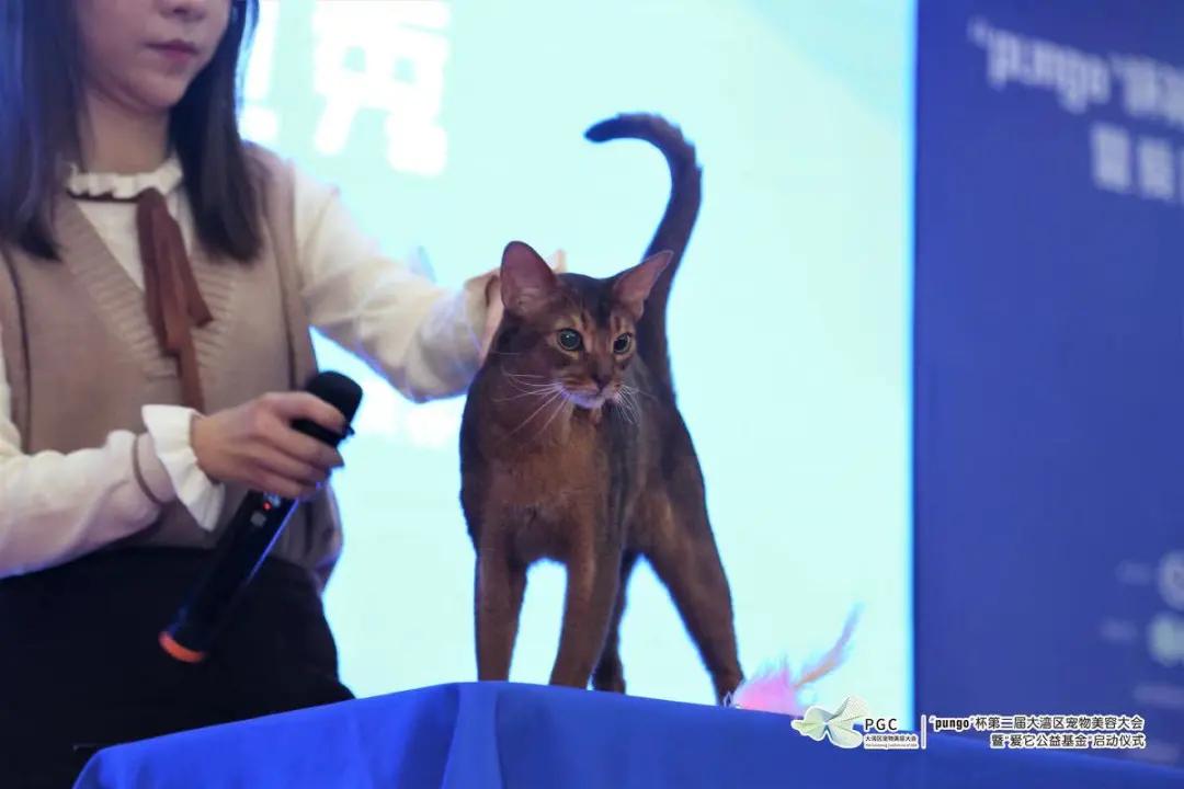 pungo瀹犵墿缇庡,瀹犵墿澶ц禌瀹岀編钀藉箷