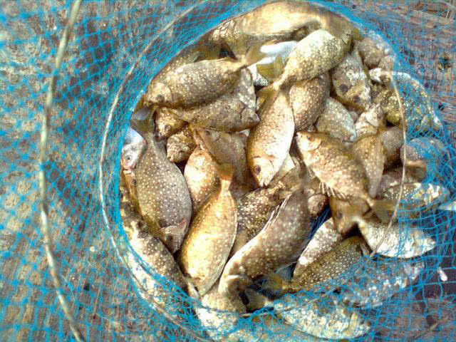 海边一种小不丁点大的泥猛鱼,刺得龇牙咧嘴,腹内有一股特殊的臭