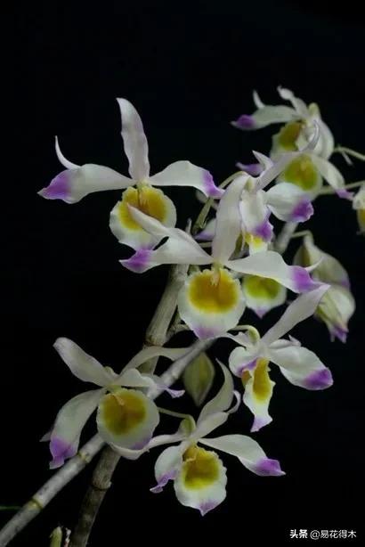 叠鞘石斛与铁皮石斛的区别,肿节石斛和大苞鞘石斛的不同