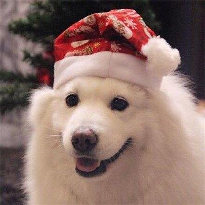 可爱又温顺的狗名字大全,宠物狗狗名字可爱洋气