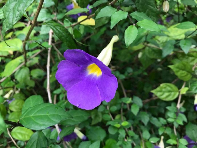 硬枝老鸭嘴开花,硬枝老鸭嘴几年开花