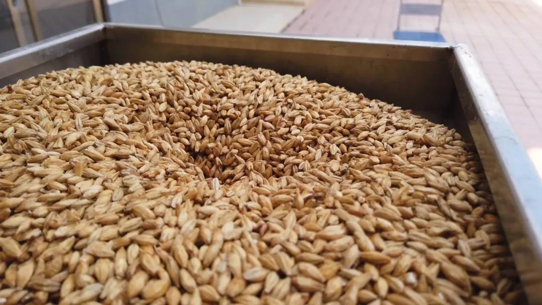 东源新城美食街,东源县美食嘉年华