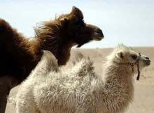 内蒙古阿拉善的介绍,内蒙古阿拉善地理位置