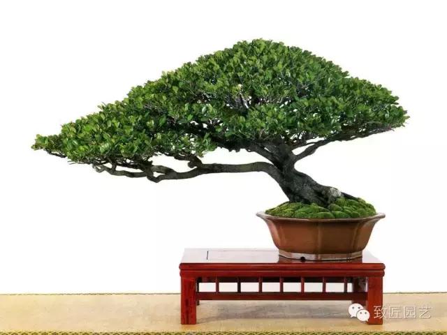 盆景造型基础知识学习树冠比例,盆景造型后期枝条怎么分化