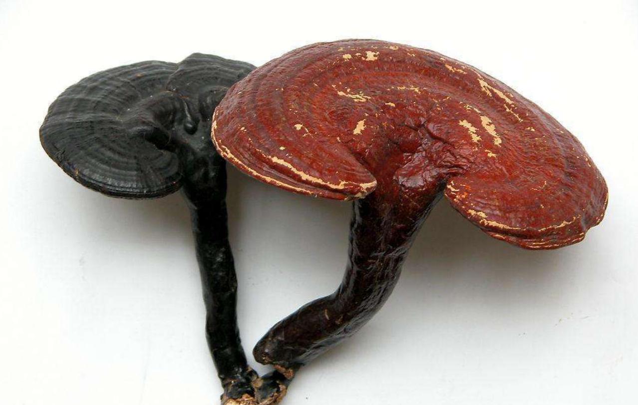 灵芝怎么个吃法才最好,灵芝都有哪些吃法