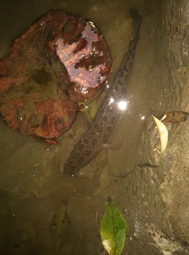 黑鱼常识,关于黑鱼的科普知识介绍