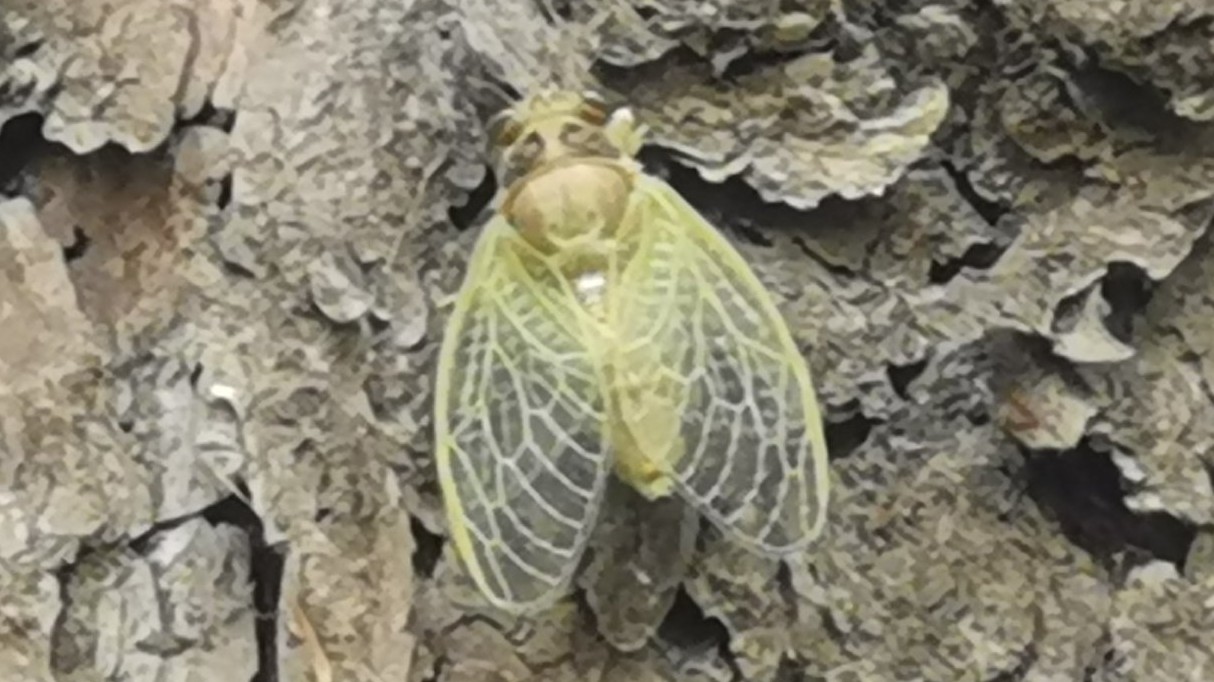 金蝉脱壳记原文,金蝉脱壳记