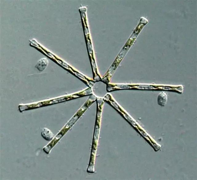 水产养殖业藻类的生命周期,水产养殖常见藻类植物