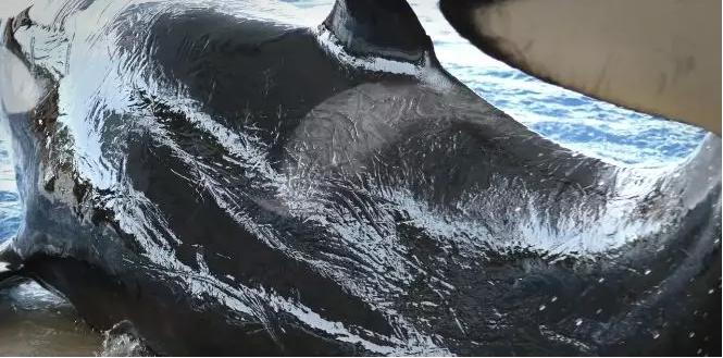 难得一见海洋动物表演,看不完的海洋动物和表演