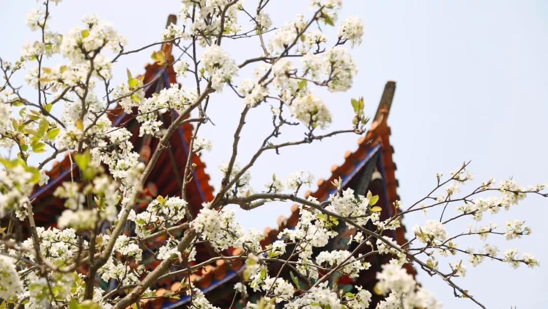 这是一个充满生机的公园怎么说,这是一个充满生机的国度朗诵