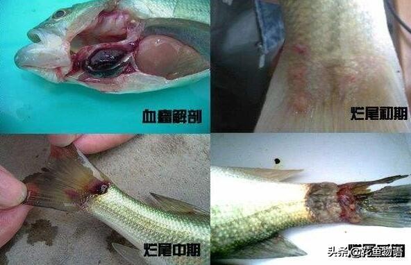 观赏鱼预防鱼病用盐还是用药,观赏鱼鱼病有哪些症状图片