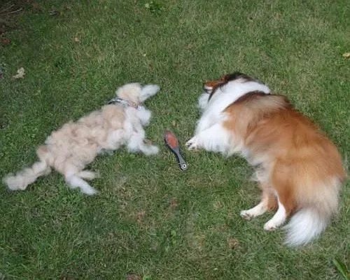 把狗毛全部剃掉对身体好吗,把狗毛都剃了狗会生气吗