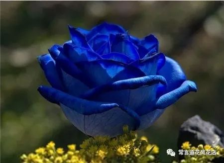 鑺卞崏钃濊壊濡栧К鎬曞ぉ鐑悧,钃濊壊濡栧К灞炰笉灞炰簬闇插ぉ鑺卞崏